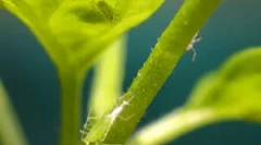 Како да се ослободите од течевите на затворен растенија